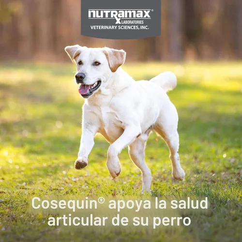 Miniatura 3 de Nutramax Cosequin - Suplemento para la salud de las articulaciones para perros, contiene glucosamina para perros, además de condroitina y MSM, apoya
