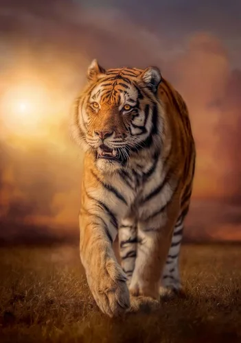 Miniatura 2 de Clementoni Puzzle Collection Tiger 1500 piezas