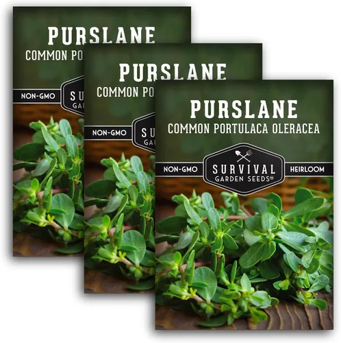Miniatura 11 de Semillas de verdolaga para plantar, verde comestible Portulaca Oleracea Verdolagas, semillas de vegetales sin OMG para jardín en casa, semillas