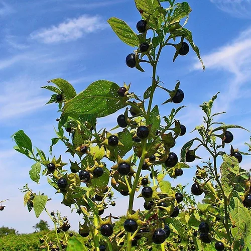 Miniatura 6 de Belladonna Seeds (Atropa Belladonna) Más de 30 semillas de flores raras en cápsulas de semillas congeladas para el jardinero y coleccionista