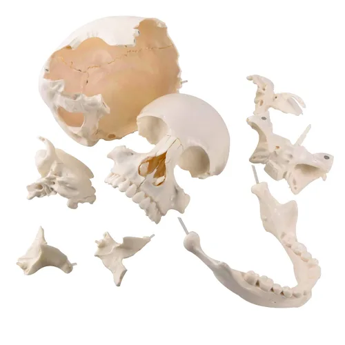 Miniatura 4 de Cráneo humano desarticulado, modelo de cráneo de 22 piezas, modelo de cráneo humano despiezado color de hueso adulto, modelo de cráneo anatómico
