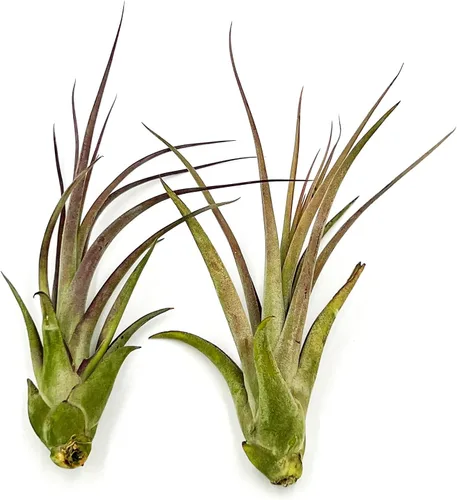 ragnaroc Planta de Aire Viva – Tillandsia Capiput, Jumbo 6-9” - 2 unidades - Llegada Viva Garantizada - Plantas de Casa para Decoración del Hogar y