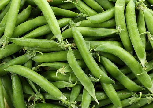 Miniatura 7 de Food to Live Harina orgánica de guisantes verdes, 5 libras, sin OMG, finamente molida, pura, cruda, cetogénica, nutritiva en polvo vegano a granel.
