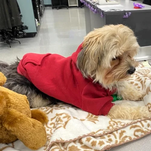 Miniatura 3 de Jecikelon Sudadera con capucha para perro de invierno con bolsillos, ropa cálida para perros pequeños, abrigo de chihuahua, ropa de cachorro y gato