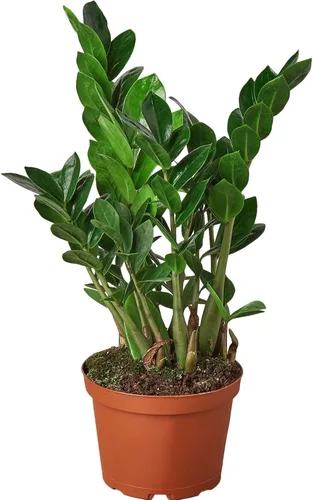 Miniatura 32 de Planta de serpiente Laurentii Sansevieria Trifasciata Planta viva para interior Diferentes plantas de interior en maceta de 4 y 6 pulgadas