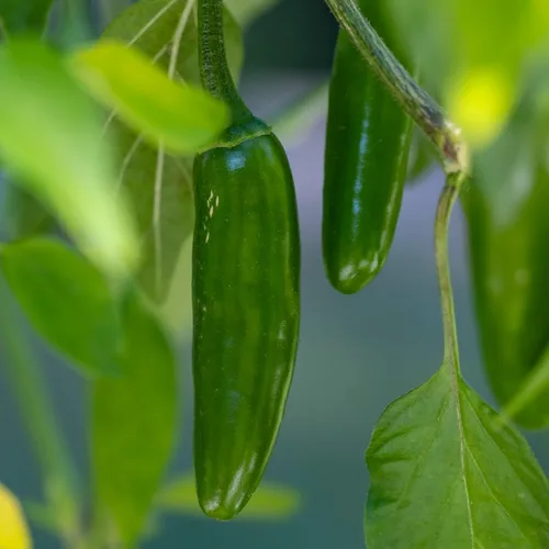 Miniatura 2 de Seed Needs Semillas de pimiento picante para plantar chiles serranos, semillas de vegetales sin OMG y sin tratar para plantar un jardín vegetal