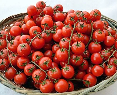 Miniatura 2 de Más de 20 semillas de tomate cherry ciliegino siciliano, reliquia sin OMG, raras, italianas clásicas, indeterminadas, polinizadas abiertas