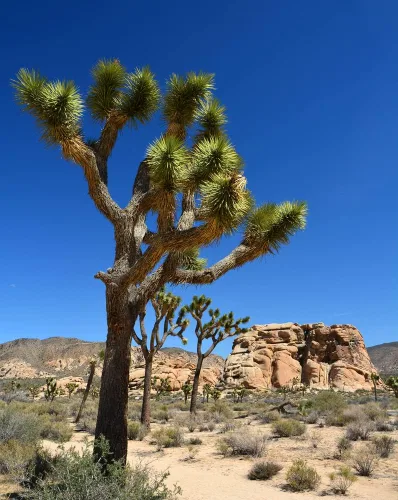 Miniatura 2 de Semillas de palmera de yuca para plantar (10 semillas) - Árbol Joshua muy apreciado - Yucca brevifolia - Fabricado en EE. UU., Se envía desde Iowa