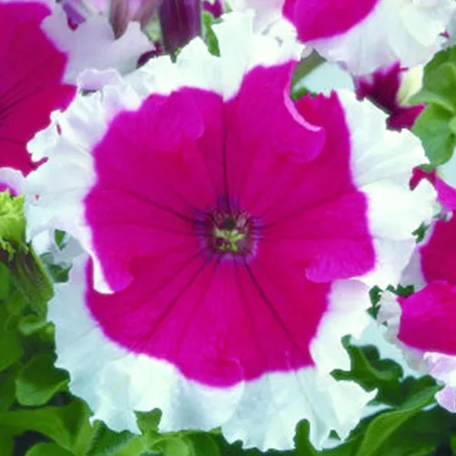 Miniatura 8 de Frost Series Petunia Blue (Pelleted) ~ 25 Semillas – Petunias Bicolor Grandiflora – Sin OGM, anual – 98–105 días – Plantas de montículo de 12 a 15