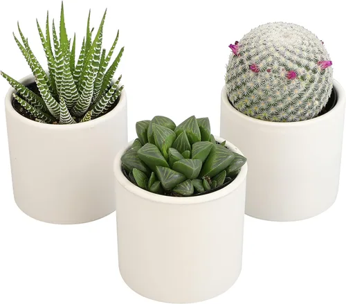 Miniatura 8 de Plants for Pets - Plantas vivas de poca luz en macetas de cerámica para suculentas (paquete de 3), planta suculenta Gasteria y plantas de cactus