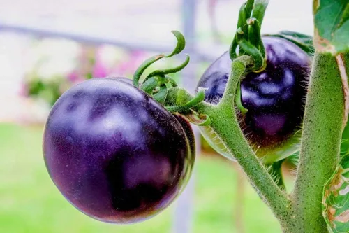Miniatura 4 de Semillas de tomate morado raras 30+ semillas para plantar tomate indeterminado