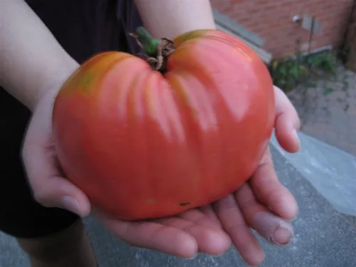Miniatura 4 de Semillas Red Giant Beefsteak Tomate - Vegetales tradicionales - Sin OGM