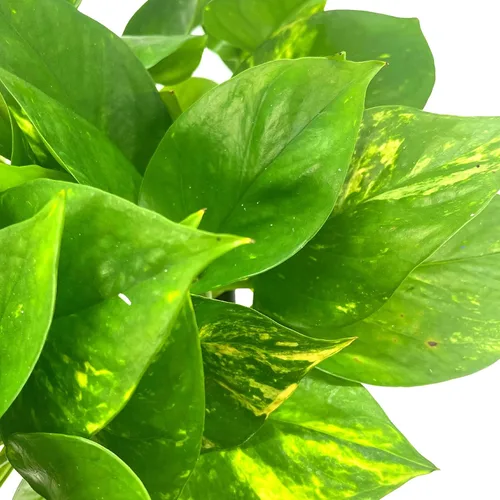 Miniatura 5 de BubbleBlooms Pothos dorados, Pothos abigarrados de 6 pulgadas, Epipremnum aureum, Hiedra del Diablo