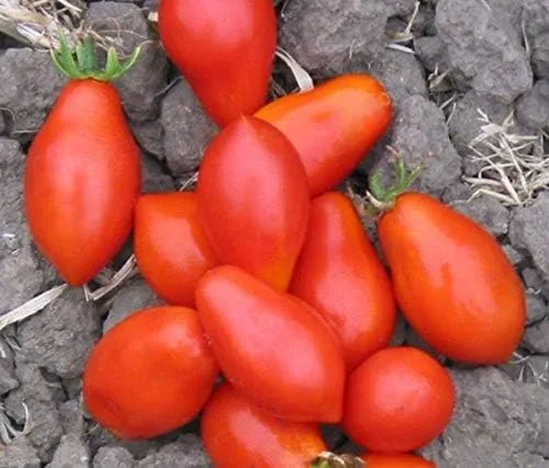 Miniatura 2 de Fiaschetto di Manduria Semillas de Tomate - Un Tomate Ciruela Rojo Profundo - Muy Productivo(25 - Semillas)