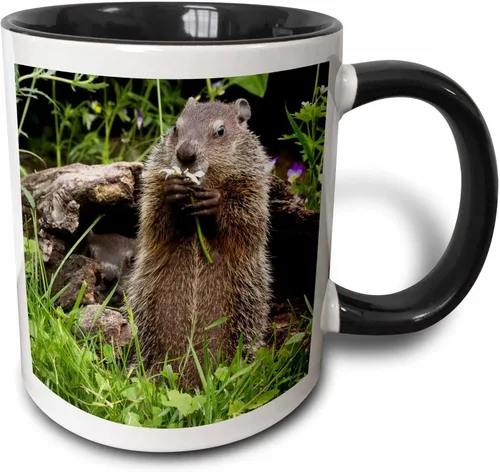 3dRose Estados Unidos, Minnesota, arenisca. Marmota alimentándose de una flor. Taza negra de dos tonos de 11 oz Negro