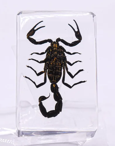 Miniatura 7 de 44mm de escorpión negro real en resina de lucite transparente cristalina, especímenes de artesanía, insectos de varios animales, colección