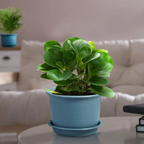 Miniatura 3 de Paquete de 6 macetas para plantas de interior, macetas con orificio de drenaje y platillo de bandeja, maceta de 7 pulgadas, macetas de 6 pulgadas