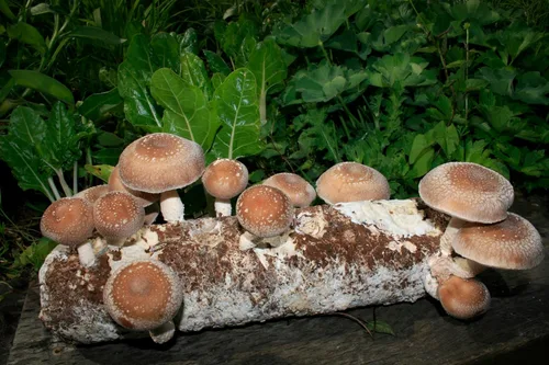 Miniatura 5 de Root Mushroom Farm - Kit de cultivo de hongos Shiitake: comienza de inmediato una vez recibido Shiitake marrón