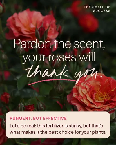 Miniatura 4 de Heirloom Roses Founder's Fertilizante para peces, alimento vegetal para plantas, fertilizante líquido orgánico de emulsión, fertilizantes de jardín