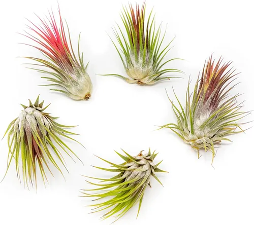 Paquete de 5 plantas grandes de aire Tillandsia Ionantha de Guatemala - Plantas suculentas vivas para el hogar - Disponibles al por mayor y a granel