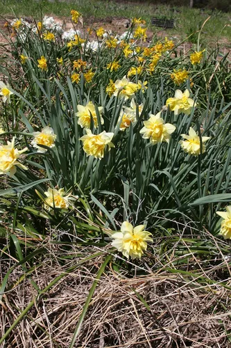 Miniatura 4 de Mantequilla y huevos de narciso/10 bulbos de narciso frescos saludables que producen flores amarillas dobles tradicionales en marzo por The Southern