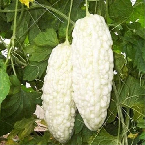 Miniatura 3 de Semillas de calabaza amarga 10+ Bálsamo de perlas blancas Semillas de melón de pera Verduras