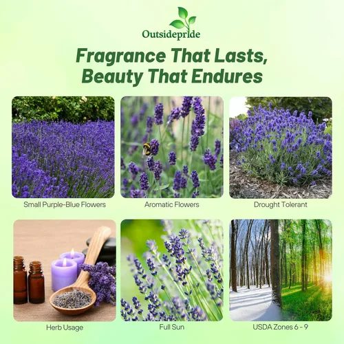 Miniatura 2 de Outsidepride Semillas de lavanda inglesa, 10000 piezas de semillas de hierbas perennes, tolerantes a la sequía y aptas para polinizadores