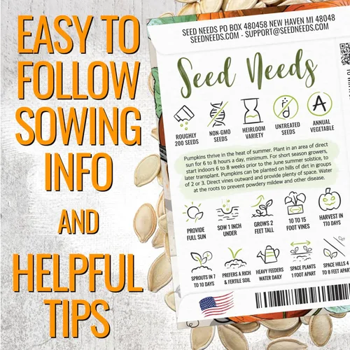 Miniatura 4 de Seed Needs Connecticut - Semillas de calabaza de campo para plantar 1 onza Cucurbita Pepo Heirloom semillas vegetales sin OGM Calabaza favorita