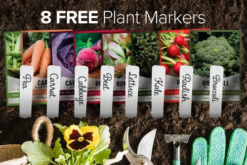 Miniatura 2 de Gardeners Basics Semillas de hortalizas de invierno, otoño y primavera para plantar Cultivos de clima fresco 8 variedades: guisantes de azúcar