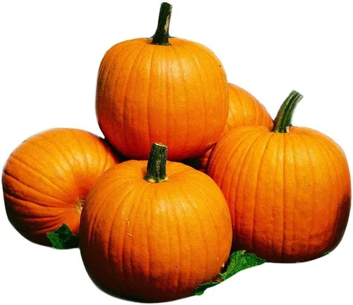 Miniatura 5 de Park Seed Capitán Jack - Semillas de calabaza híbridas – Variedad gigante en forma de barril alto para tallar, hornear y exhibiciones de otoño