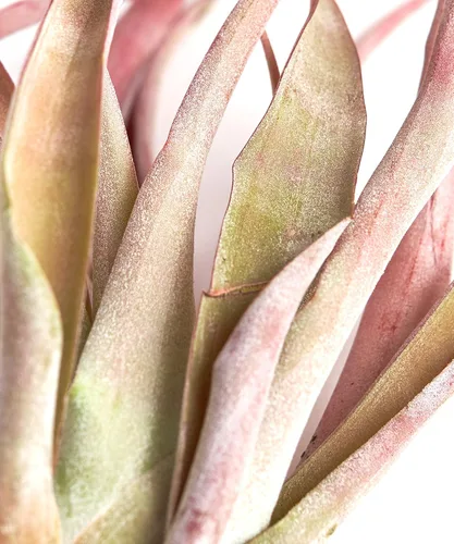 Miniatura 3 de Shop Suculents - Plantas seleccionadas a mano, variedad de especies, plantas de interior tropicales para decoración del hogar y terrarios