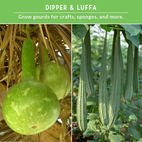 Miniatura 4 de Semillas de calabaza de lufa y Dipper para plantar – Colección de semillas de esponjas y calabazas ornamentales Luffa – Paquete variado de reliquia