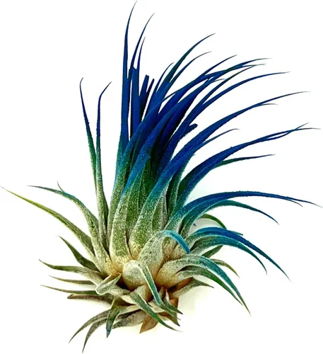 ragnaroc Plantas de Aire - Tillandsia Ionantha, Regular 2-3" - 1ct - Color Mejorado Orgánicamente - Llegada Viva Garantizada - Plantas de Casa para