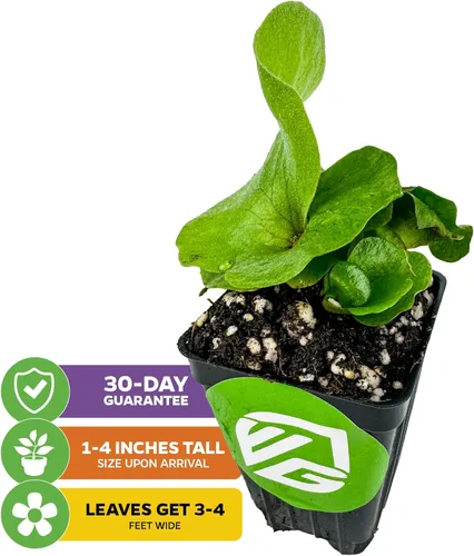 Miniatura 2 de Planta viva de helecho cuerno de ciervo de elefante, Platycerium Elephantotis de Wellspring Gardens, plantas de interior vivas, perfectas