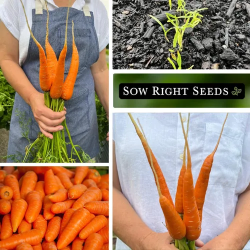 Miniatura 4 de Sow Right Seeds - Semillas de zanahoria Chantenay de núcleo rojo para plantar - Paquete de reliquia sin OMG con instrucciones para plantar un huerto