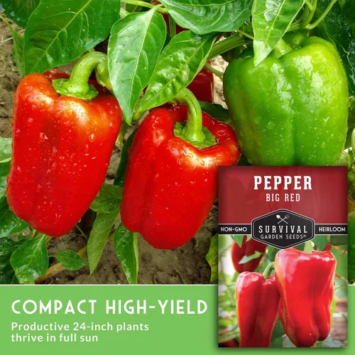 Miniatura 3 de Semillas de pimiento rojo grande para plantar Pimientos rojos tradicionales de pared gruesa – Polinizado abierto sin OMG – Semillas de jardín