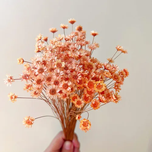 200 tallos de flores secas naturales brasileñas, margarita estrella pequeña seca, mini ramo decorativo de manzanilla seca para arreglos florales de
