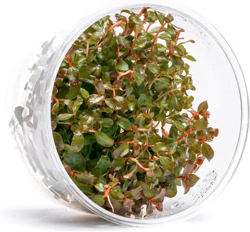 Miniatura 26 de Planta viva SubstrateSource - Hierba enana Eleocharis Belem cultivada en tejidos acuáticos para acuario - 100% libre de caracoles en copa in vitro