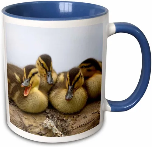 Miniatura 11 de 3dRose Taza de café, tamaño - 11oz - Estados Unidos, Washington, Seattle. Embrague de patos Mallard. Steve Kazlowski - patos - divertido regalo