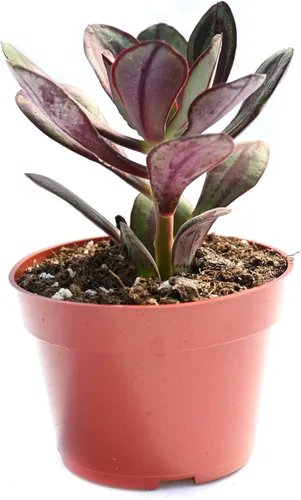Miniatura 9 de Planta suculenta Echeveria viva - Suculenta Echeveria de 4 pulgadas con raíces completas (Echeveria Marron)