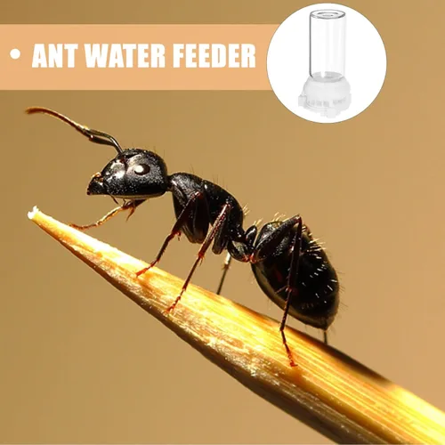Miniatura 2 de Ipetboom Comedero de agua para hormigas, tazas de alimentación líquidas transparentes para Ant Farms, paquete de 2 herramientas de diseño duradero