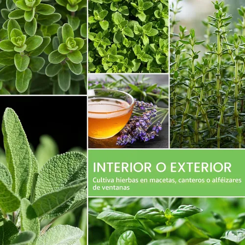 Miniatura 4 de Paquete variado de semillas de hierbas 10 hierbas culinarias para plantar – albahaca, cilantro, lavanda, eneldo, perejil, orégano, tomillo