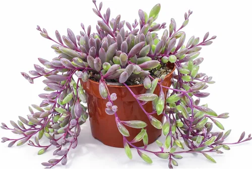 Suculentas vivas Othonna Capensis Collar de Rubí (4 pulgadas), plantas suculentas totalmente enraizadas en macetas con tierra, planta de interior de