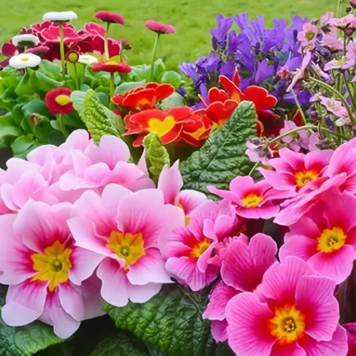 Miniatura 3 de Primula Seeds - 200 semillas de flores perennes vibrantes para plantar Floraciones de principios de primavera, tolerantes a la sombra, perfectas