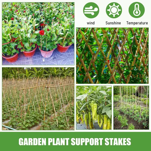 Miniatura 5 de Suclain Juego de 30 estacas de bambú para plantas trepadoras, estacas de bambú resistentes para tomates, frijoles, flores y plantas en maceta