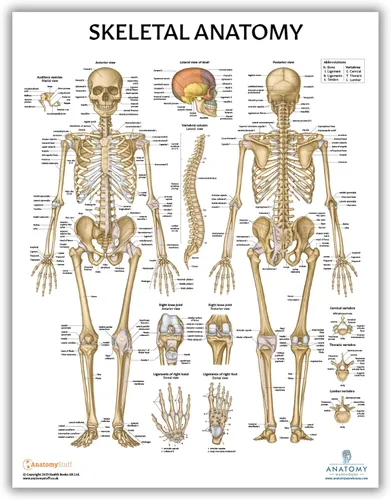 Miniatura 4 de Anatomy Lab Póster muscular, esquelético, yoga, estiramiento y pilates, anatomía y fisiología – Paquete de 5 LAMINADO 17.3 x 22.5 pulgadas, tabla