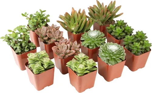 Miniatura 11 de Altman Plants - Plantas suculentas vivas (paquete de 20 unidades), plantas suculentas surtidas en macetas, plantas vivas para el hogar en mezcla