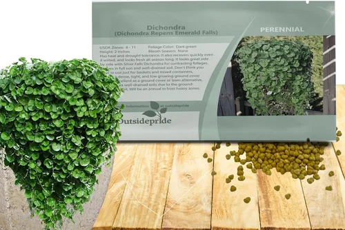 Miniatura 9 de Outsidepride Semillas de Dichondra Repens Perennes - 1 libra Semillas densas verdes de cobertura del suelo de bajo mantenimiento para plantar, ideal