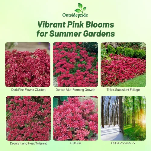 Miniatura 2 de Outsidepride Summer Glory Semillas Sedum - 1000 semillas perennes de cobertura del suelo para plantar, plantas suculentas resistentes al frío