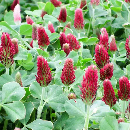 Miniatura 2 de Todd's Seeds Semillas de trébol carmesí germinado, reliquia, sin OMG, sin químicos, alta germinación (una libra)